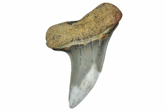 Fossil Shark Tooth (Carcharodon planus) - Bakersfield, CA #306809